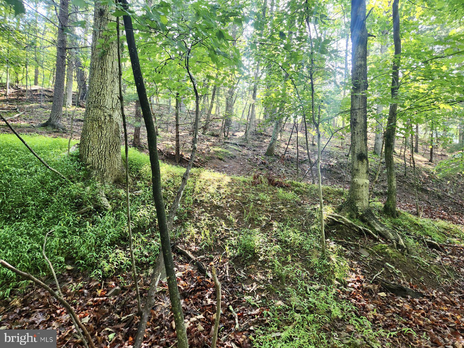 Lot 189 Northwood Circle Cross Junction, VA 22625 - Photo 10 of 30 Uphill view from bottom of land