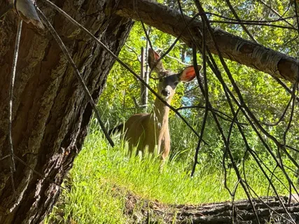 $1,250,000 | 253 Irwin Street, San Rafael, CA 94901