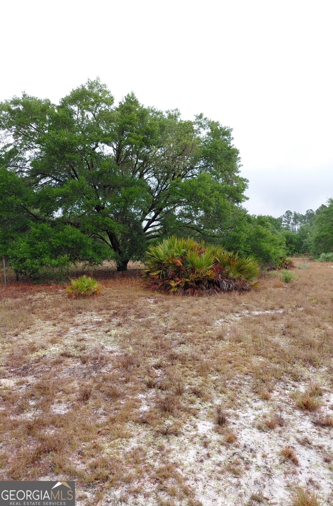779 Ralph Davis Road, Unit 1 LAND LOT Folkston, GA 31537 - Photo 19 of 28 a view of a yard with potted plants