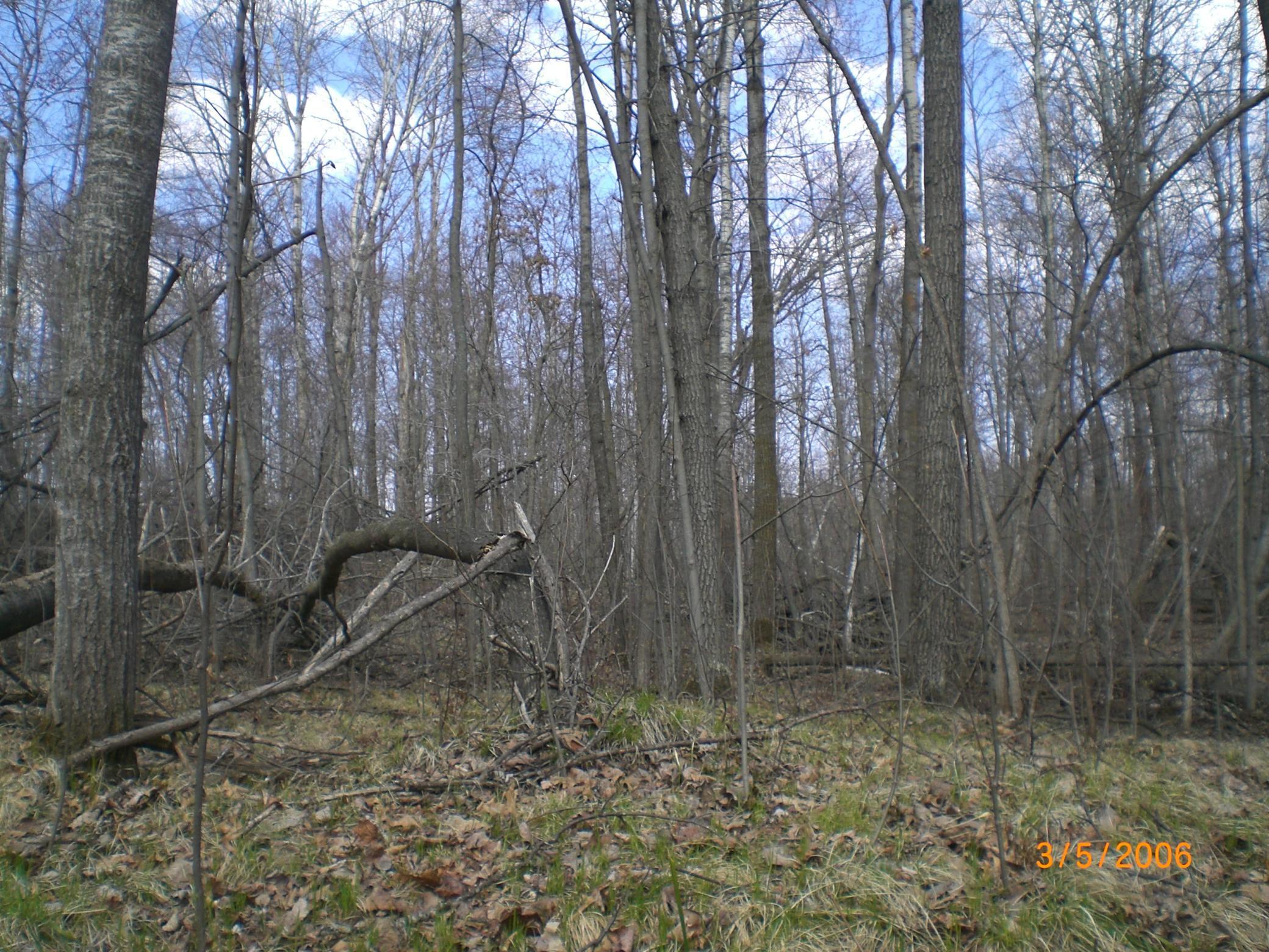 Lot 211 Catskill Circle Breezy Point, MN 56472 - Photo 4 of 6