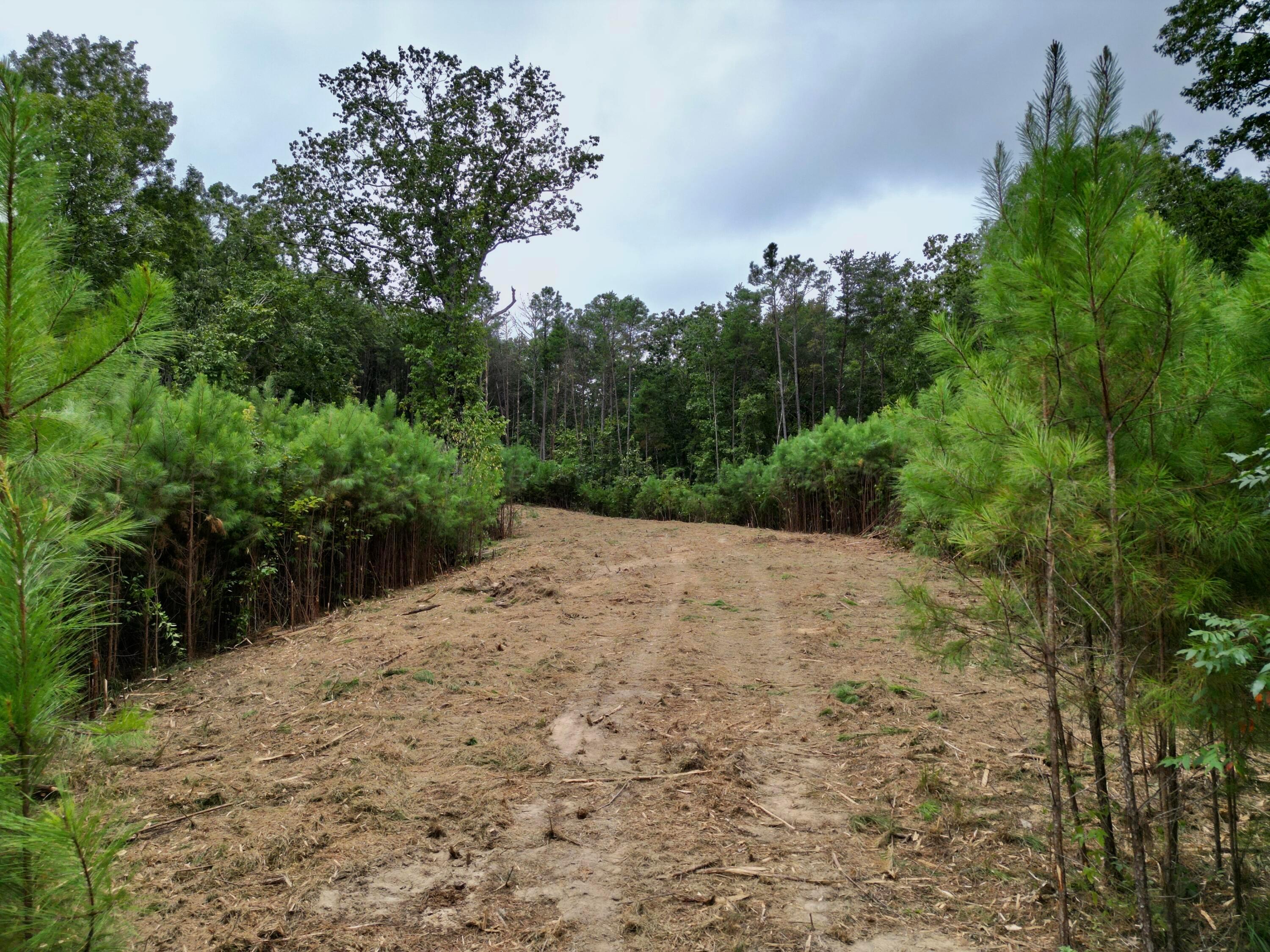Parcel #3 Parcel Road Eldridge, AL 35554 - Photo 14 of 18 Lot 3