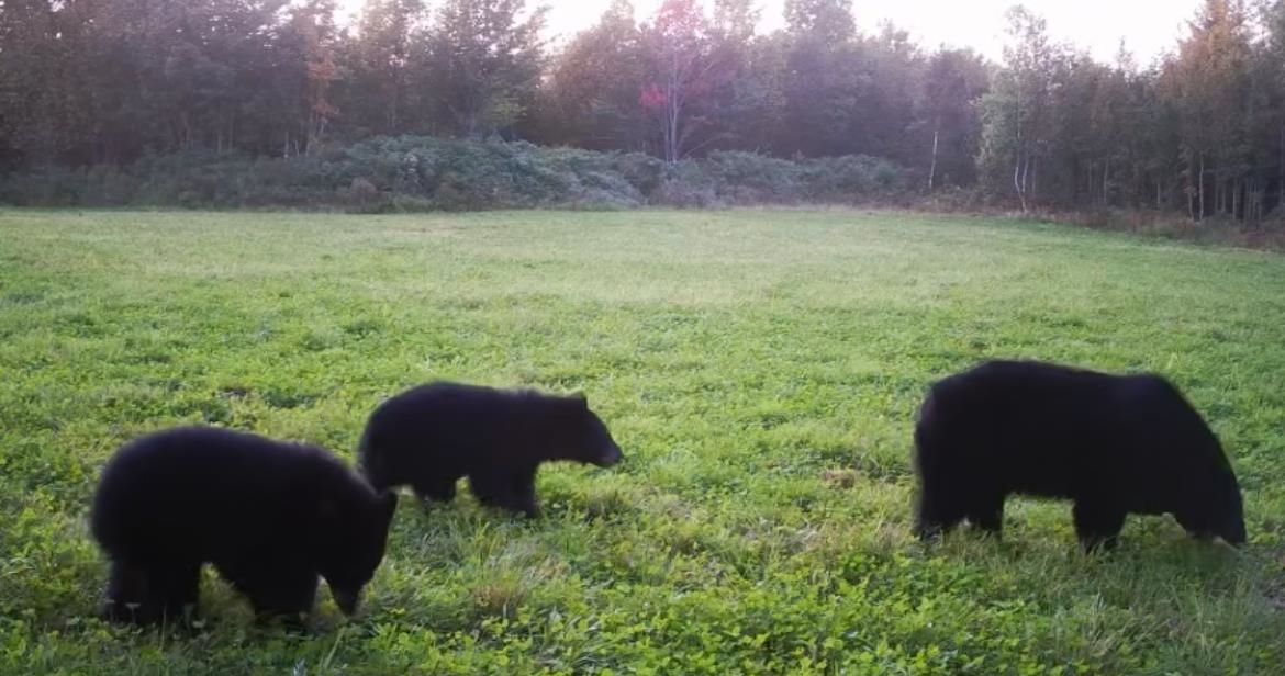 849 Mt Bess Road Charleston, VT 05872 - Photo 25 of 39