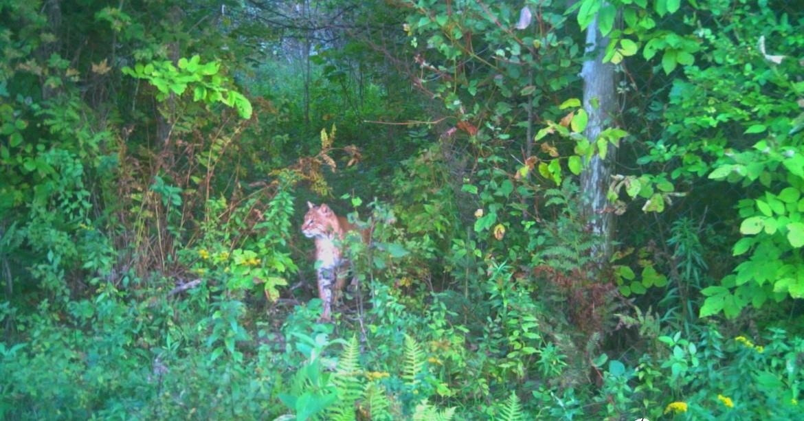 849 Mt Bess Road Charleston, VT 05872 - Photo 29 of 39