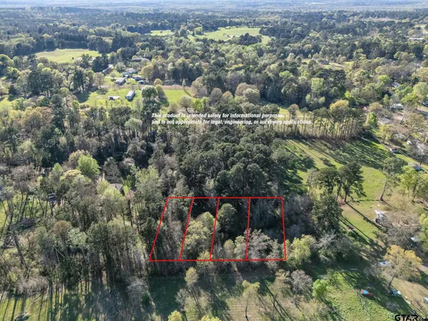 a view of a forest with a tree