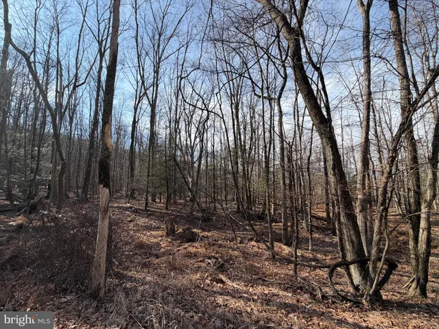 a view of outdoor space with lots of trees