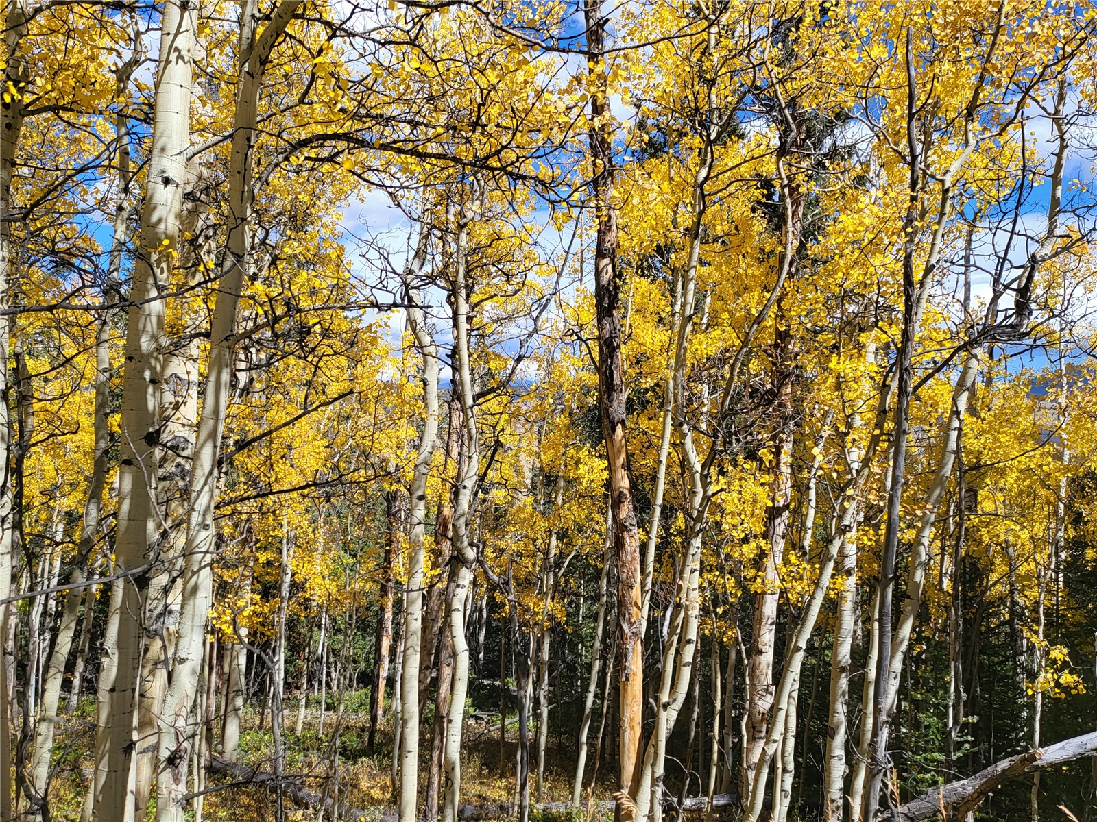 Tbd Michigan Hill Road Jefferson, CO 80456 - Photo 21 of 44