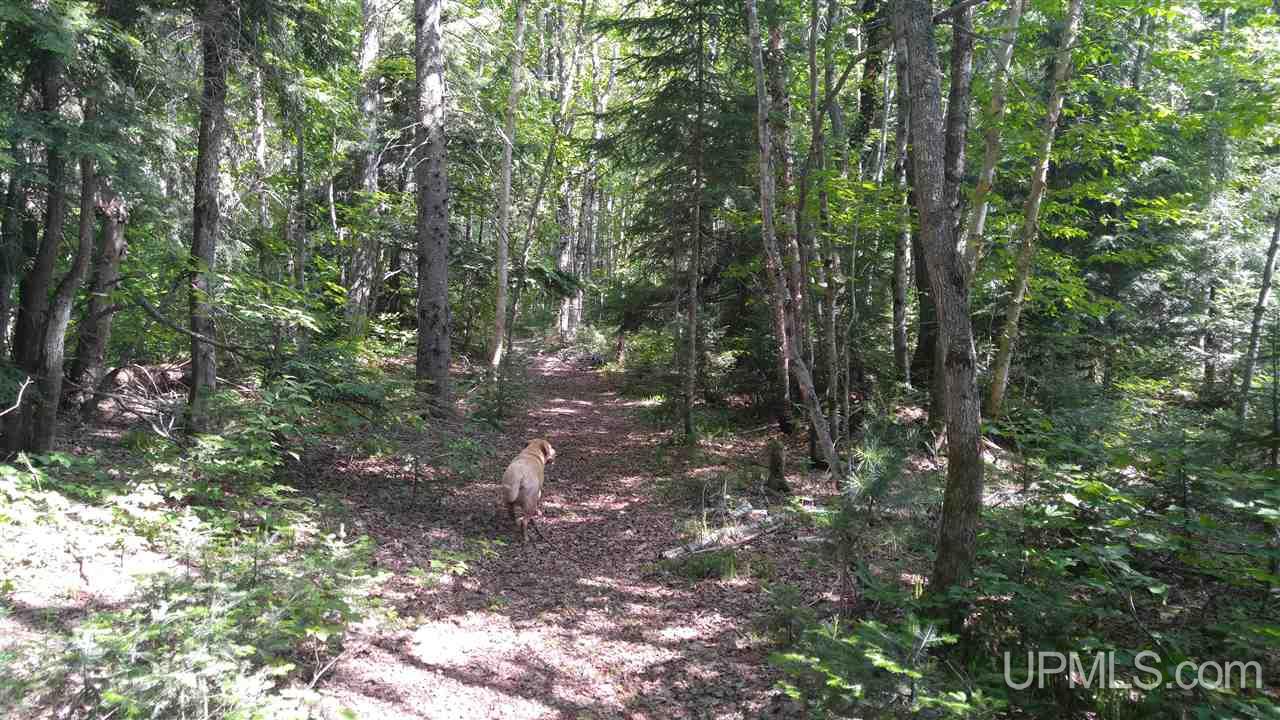 33-acres Sigar Camp Road Seney, MI 49883 - Photo 6 of 22
