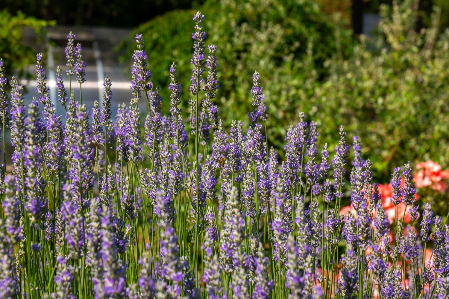 21374 Maidu Ridge Road Nevada City, CA 95959 - Photo 55 of 87