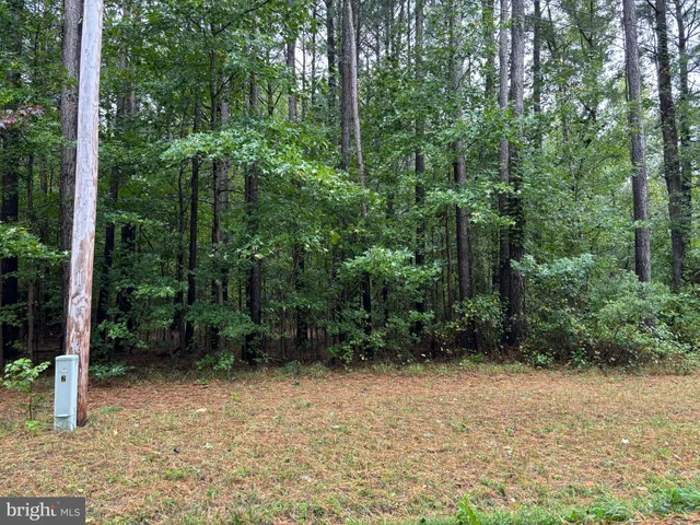 a view of a garden with plants