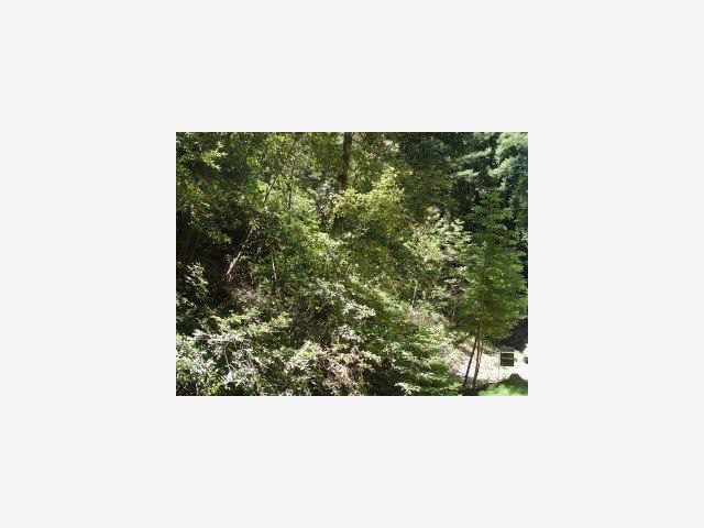 0 Whalebone Gulch Road Boulder Creek, CA 95006 - Photo 2 of 4 a picture of a bench in a yard