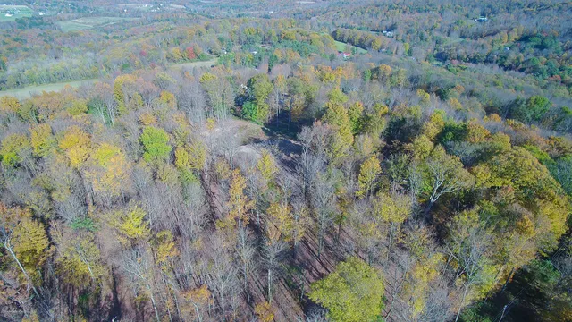 a view of a bunch of trees and bushes