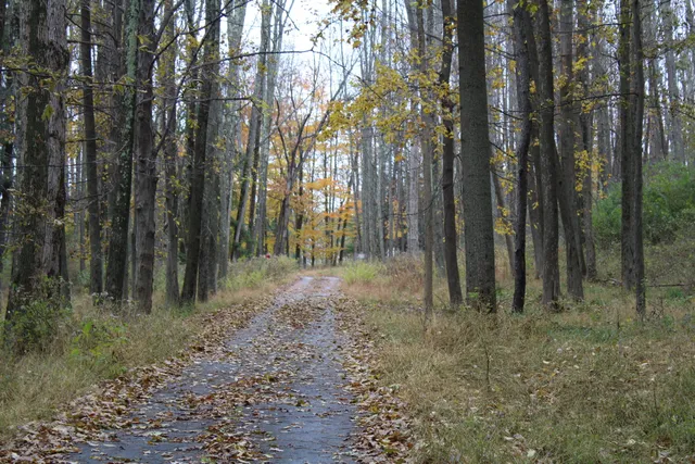 a view of outdoor space and trees
