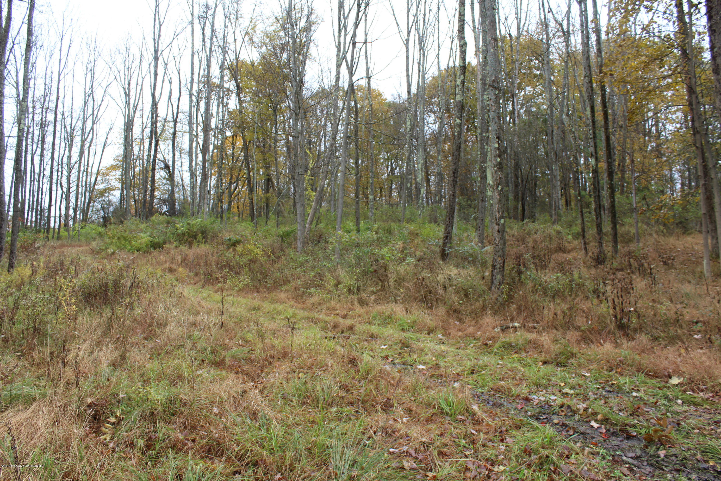 Linair Farms Road Dalton, PA 18414 - Photo 18 of 34 a view of forest