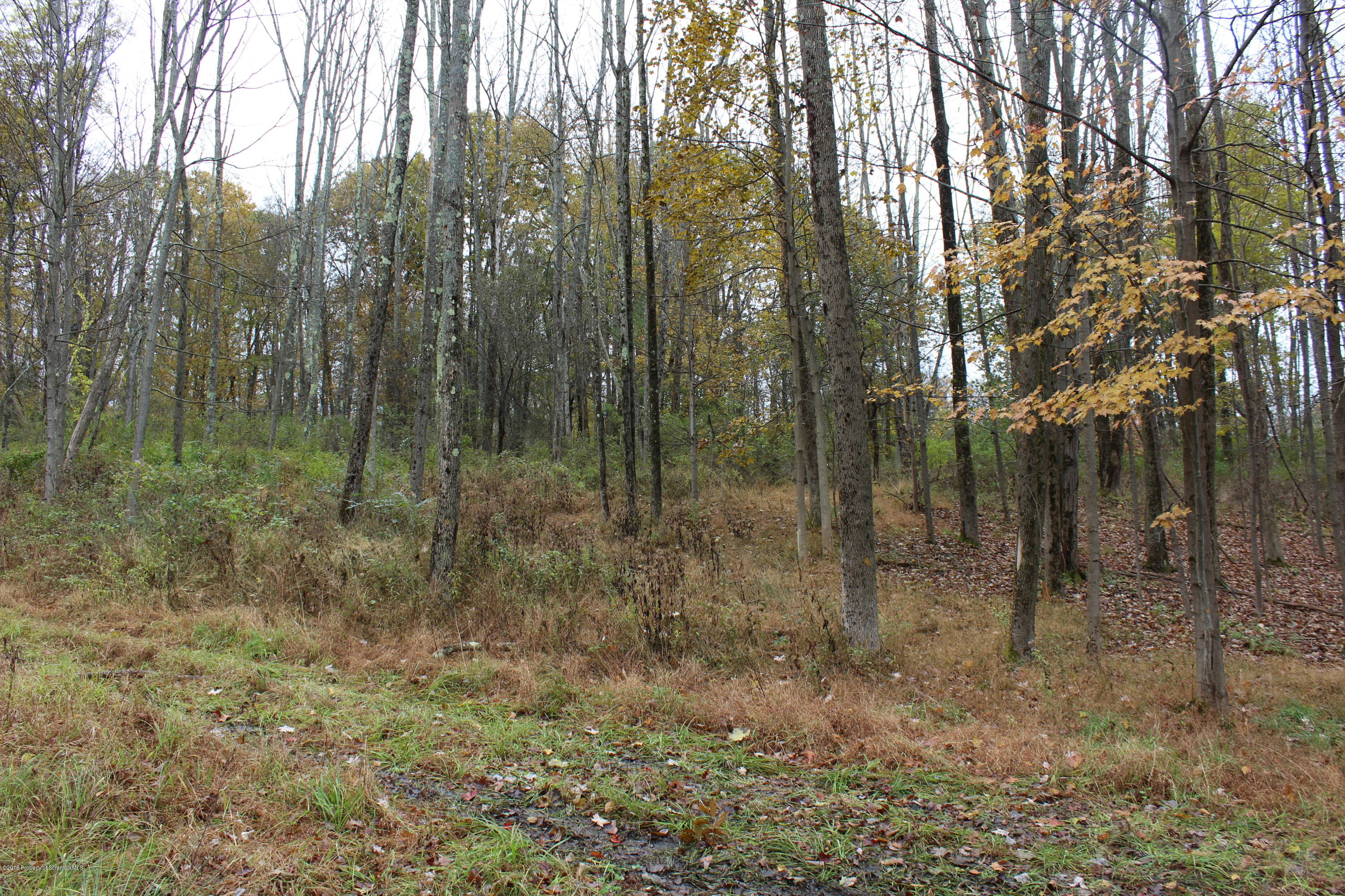 Linair Farms Road Dalton, PA 18414 - Photo 19 of 34 a view of forest