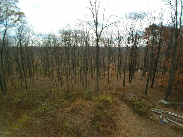 a view of a forest with trees in the background