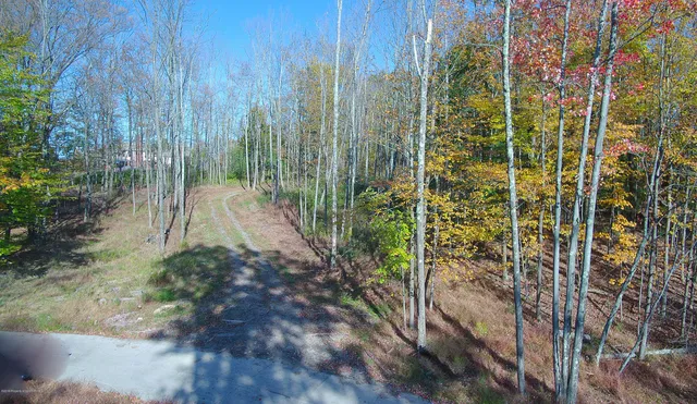 a view of a garden with plants