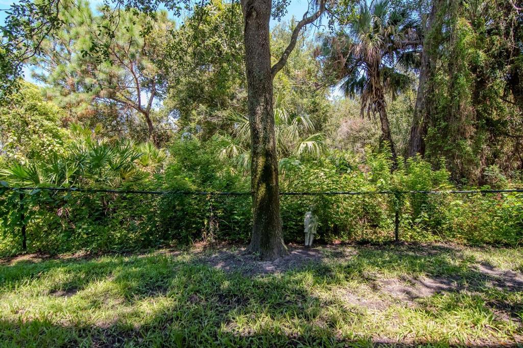 8880 Moonlit Meadows Loop Riverview, FL 33578 - Photo 37 of 43 a view of a lush green forest