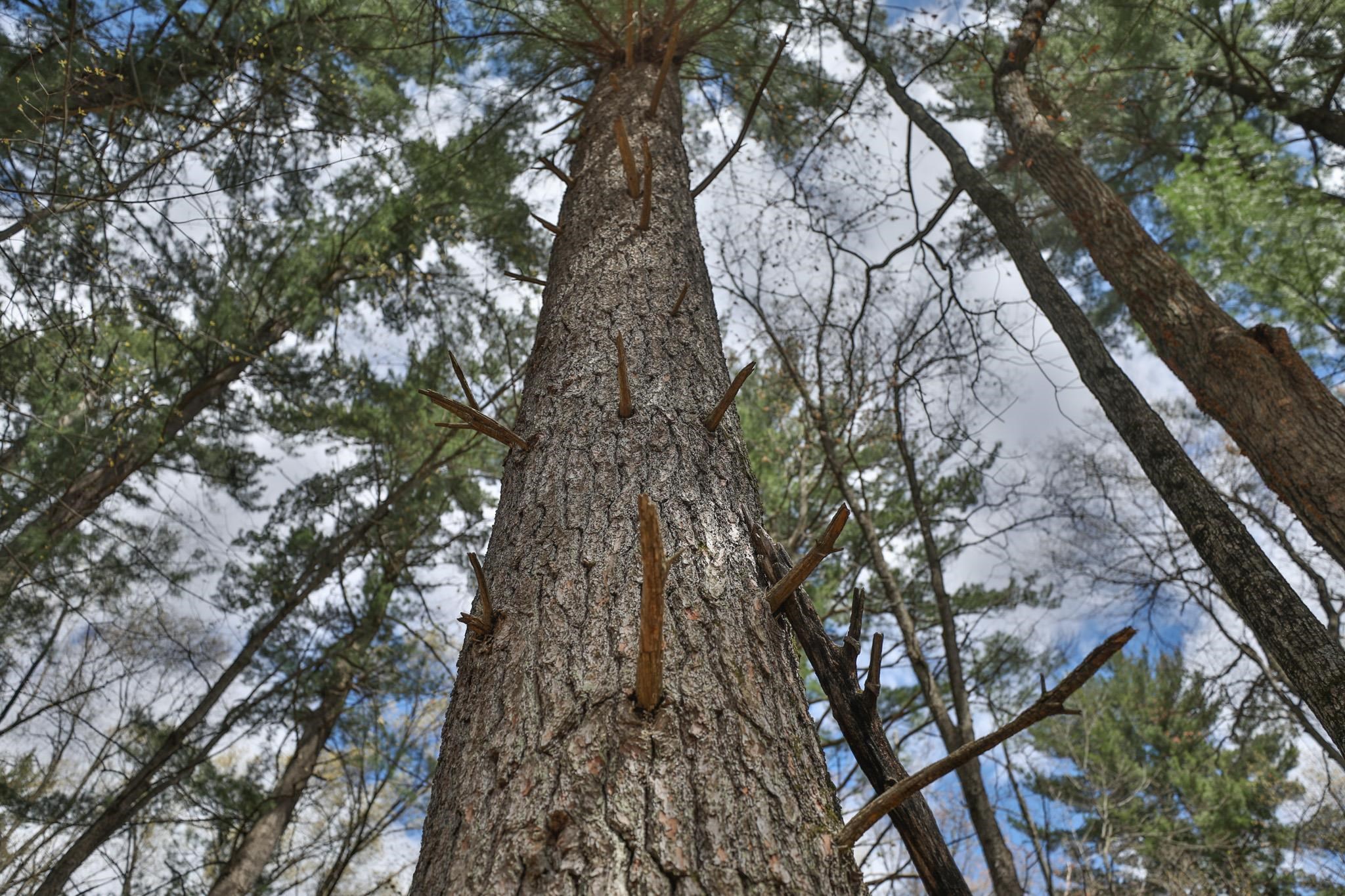 Lot 4 Grayling Tomah, WI 54660 - Photo 23 of 50