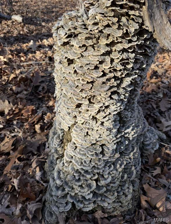 0 Maries County 447 Rd Street St. James, MO 65559 - Photo 13 of 24