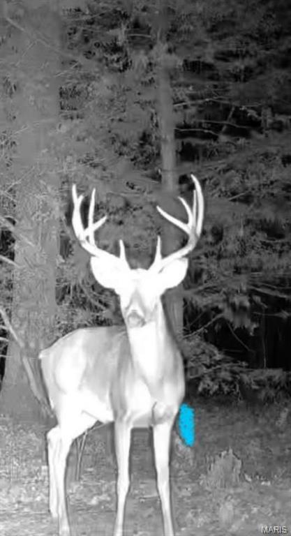 0 Maries County 447 Rd Street St. James, MO 65559 - Photo 14 of 24