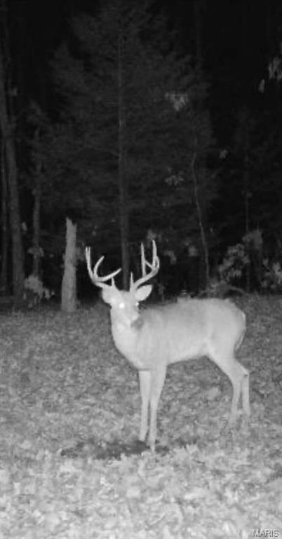 0 Maries County 447 Rd Street St. James, MO 65559 - Photo 16 of 24