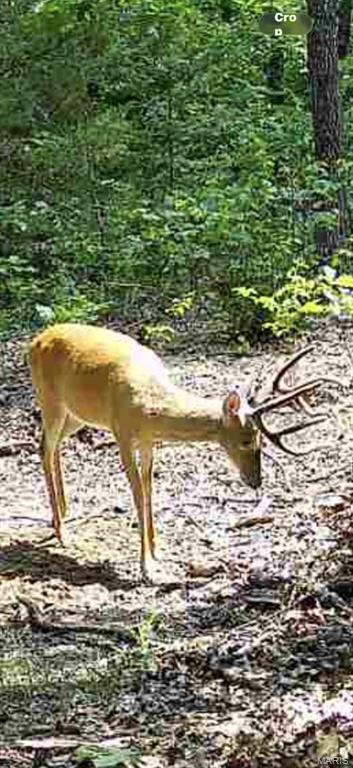 0 Maries County 447 Rd Street St. James, MO 65559 - Photo 17 of 24