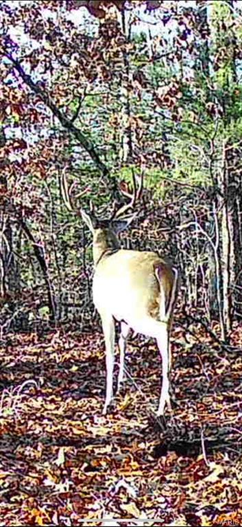 0 Maries County 447 Rd Street St. James, MO 65559 - Photo 19 of 24