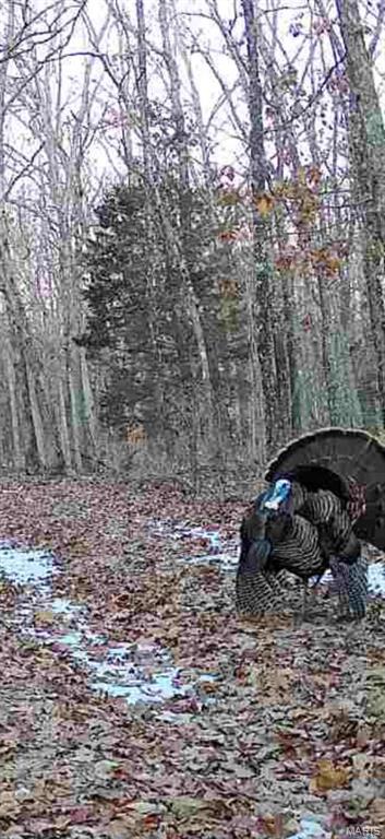 0 Maries County 447 Rd Street St. James, MO 65559 - Photo 22 of 24