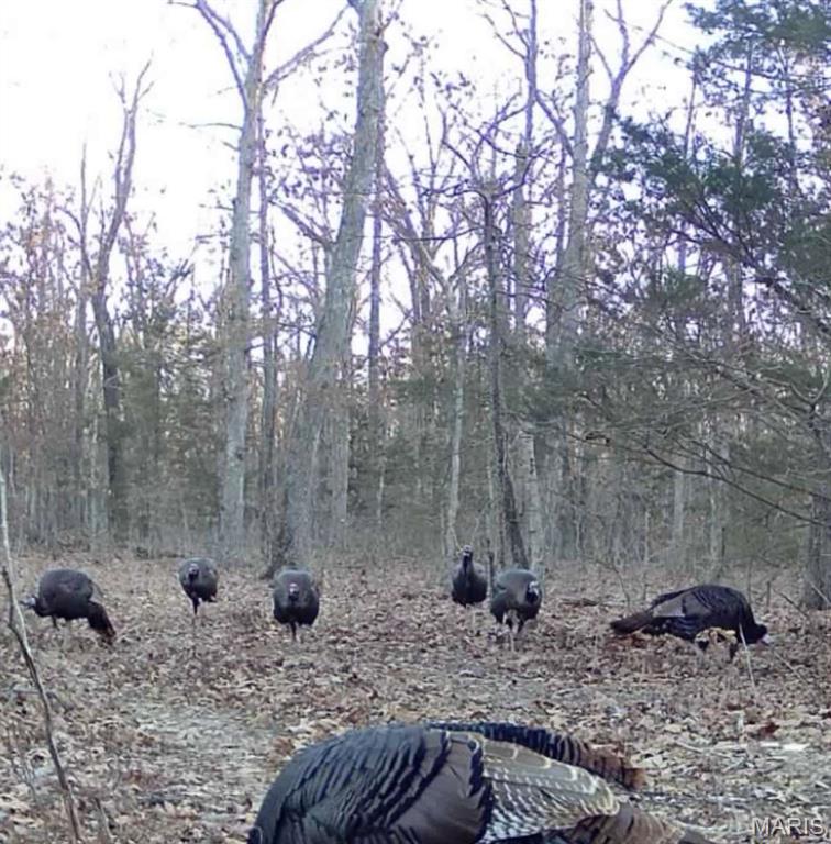 0 Maries County 447 Rd Street St. James, MO 65559 - Photo 23 of 24