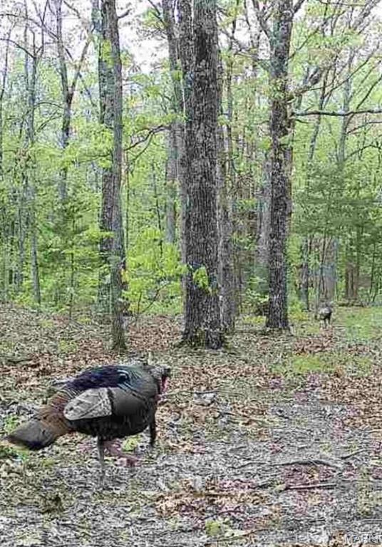 0 Maries County 447 Rd Street St. James, MO 65559 - Photo 24 of 24