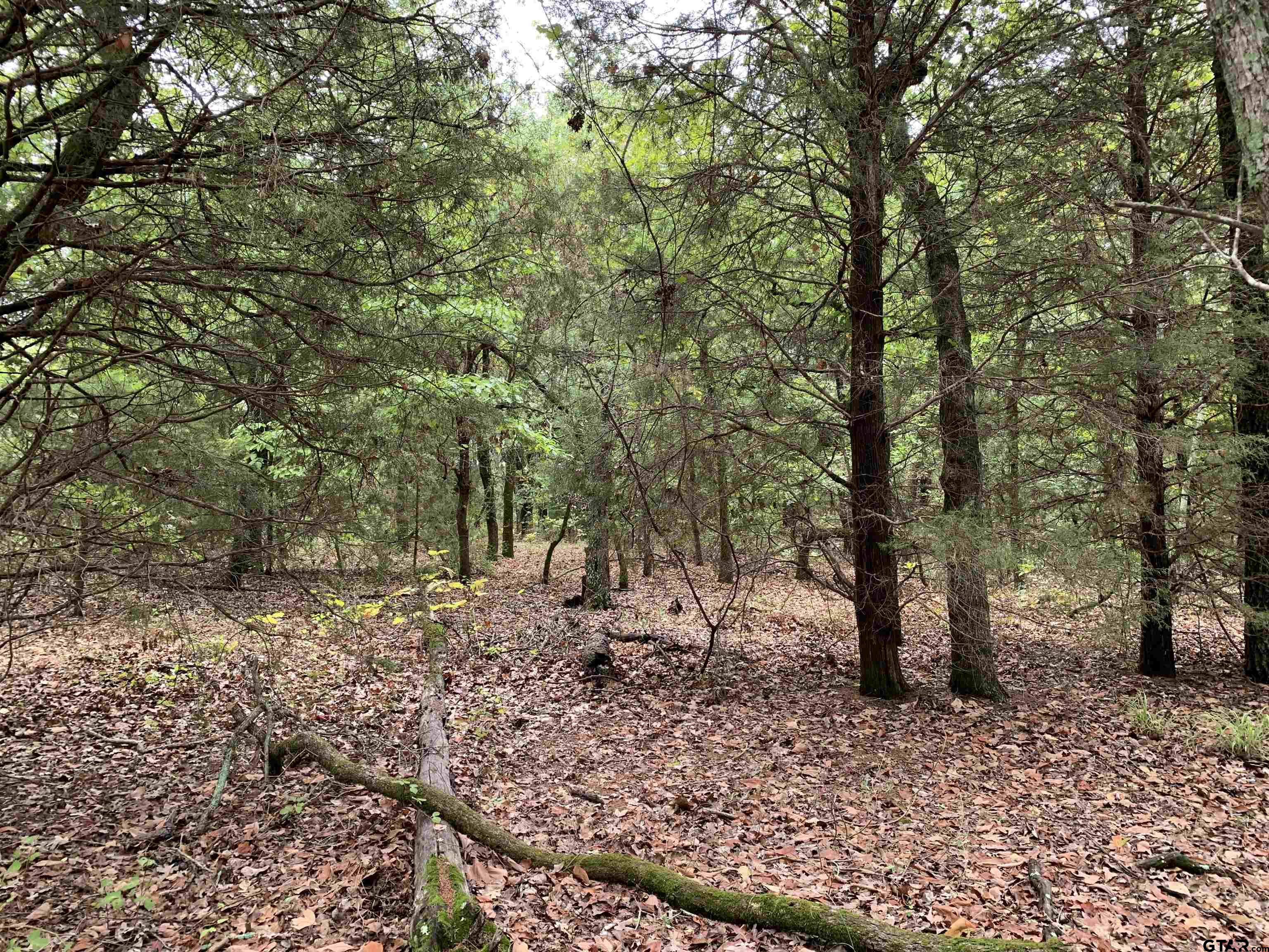 1503 Athens Tx 75751 Athens, TX 75751 - Photo 9 of 10 a view of a forest filled with trees