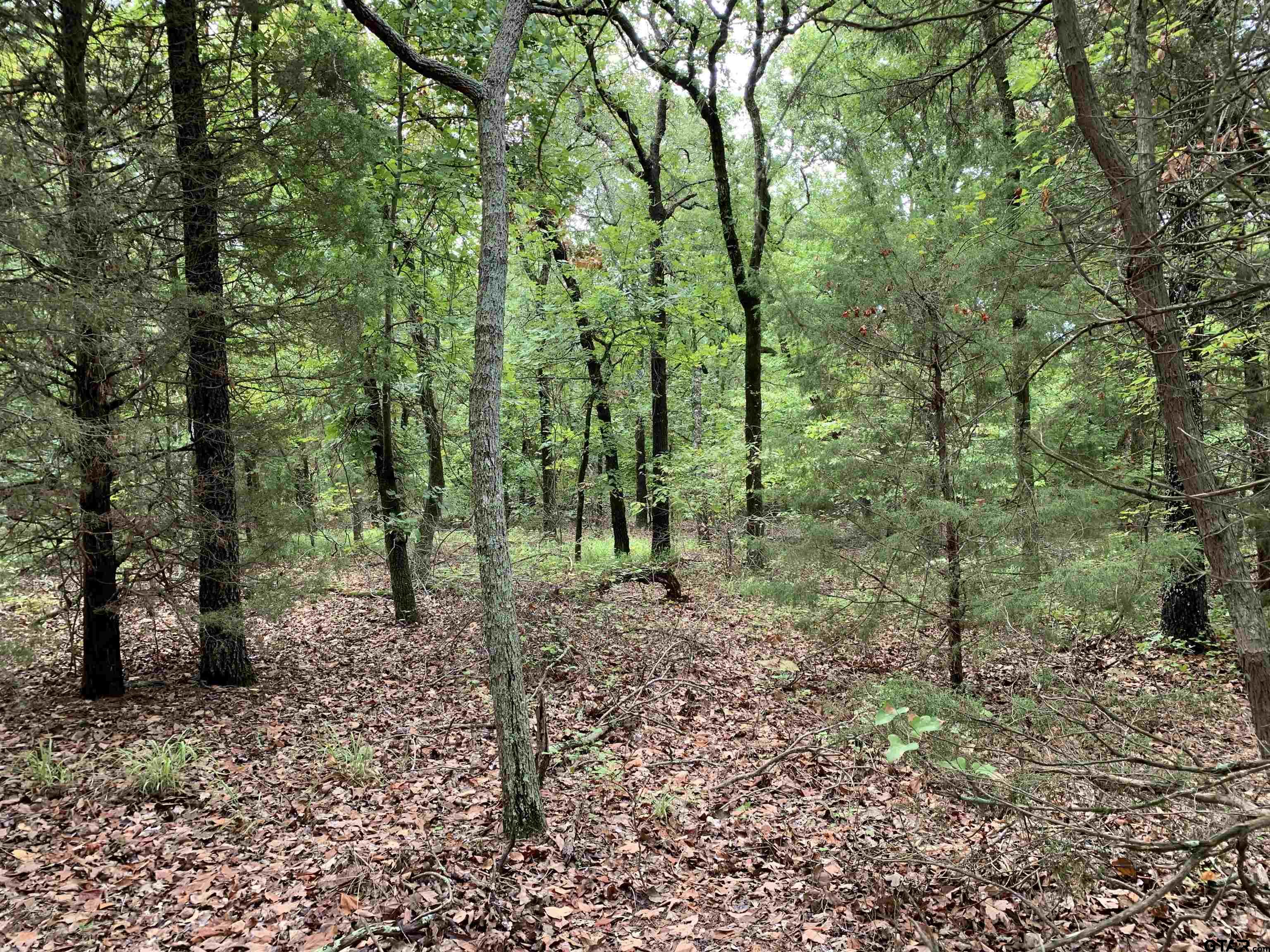 1503 Athens Tx 75751 Athens, TX 75751 - Photo 10 of 10 a view of a forest filled with trees