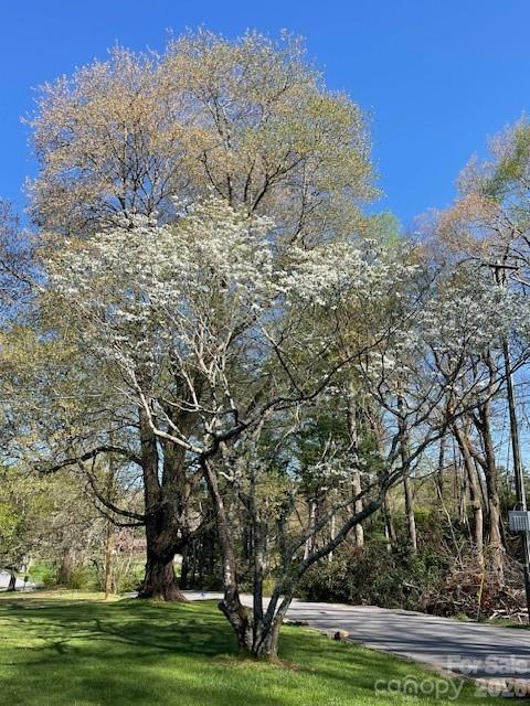 100 Chapel Road Black Mountain, NC 28711 - Photo 28 of 30 a big yard with lots of trees
