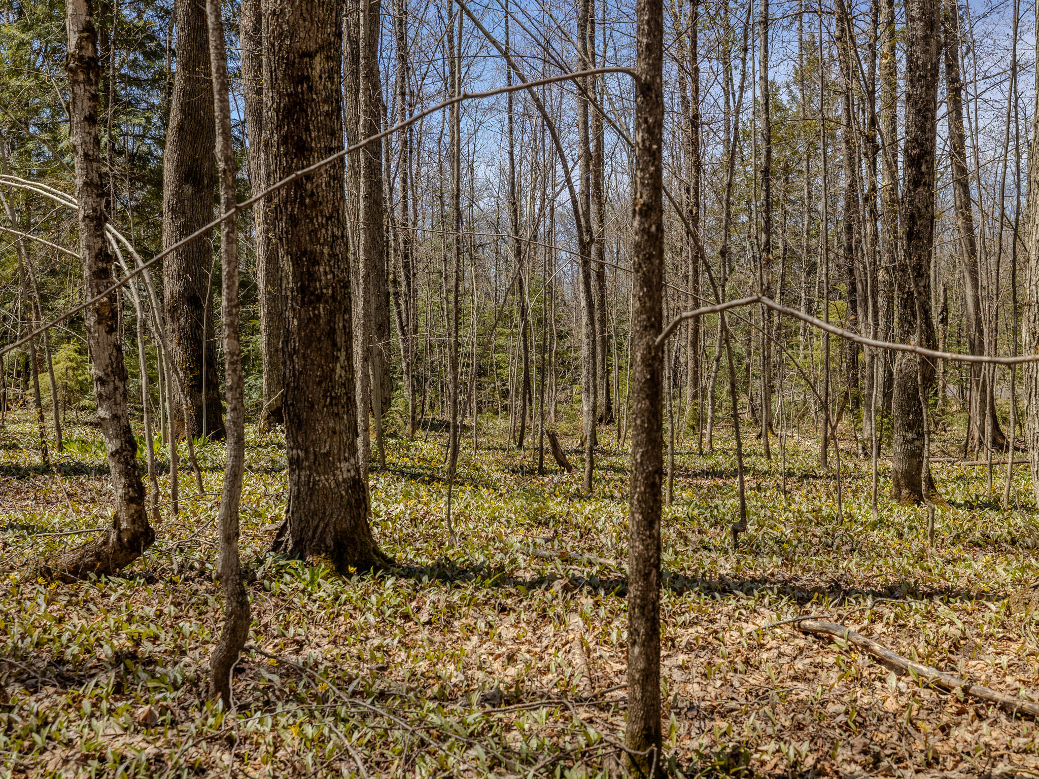 Lot3 East Shore Road Ewen, MI 49925 - Photo 22 of 25 048A2079-HDR