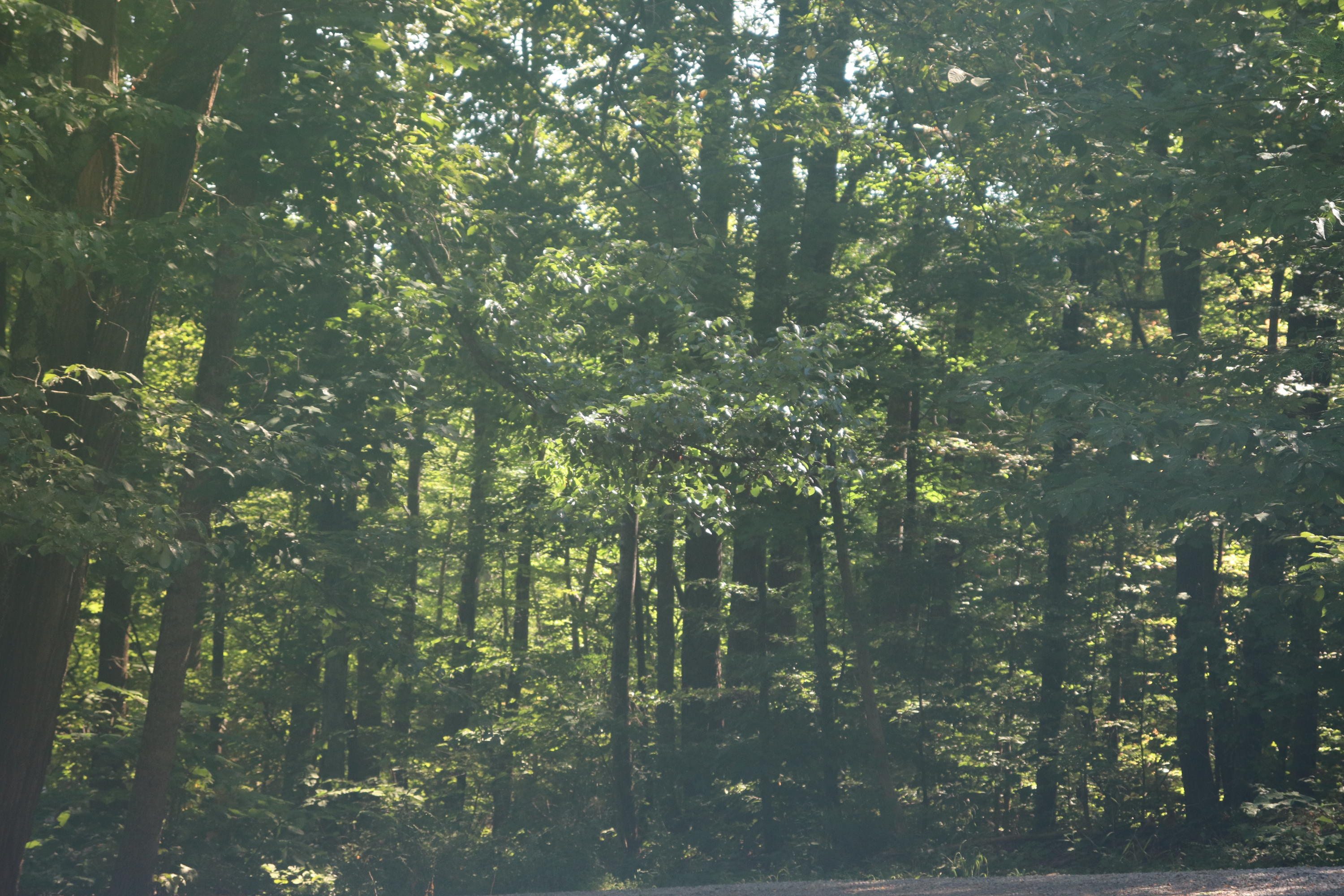 Starr Mountain Road Englewood, TN 37329 - Photo 1 of 2 IMG_0046