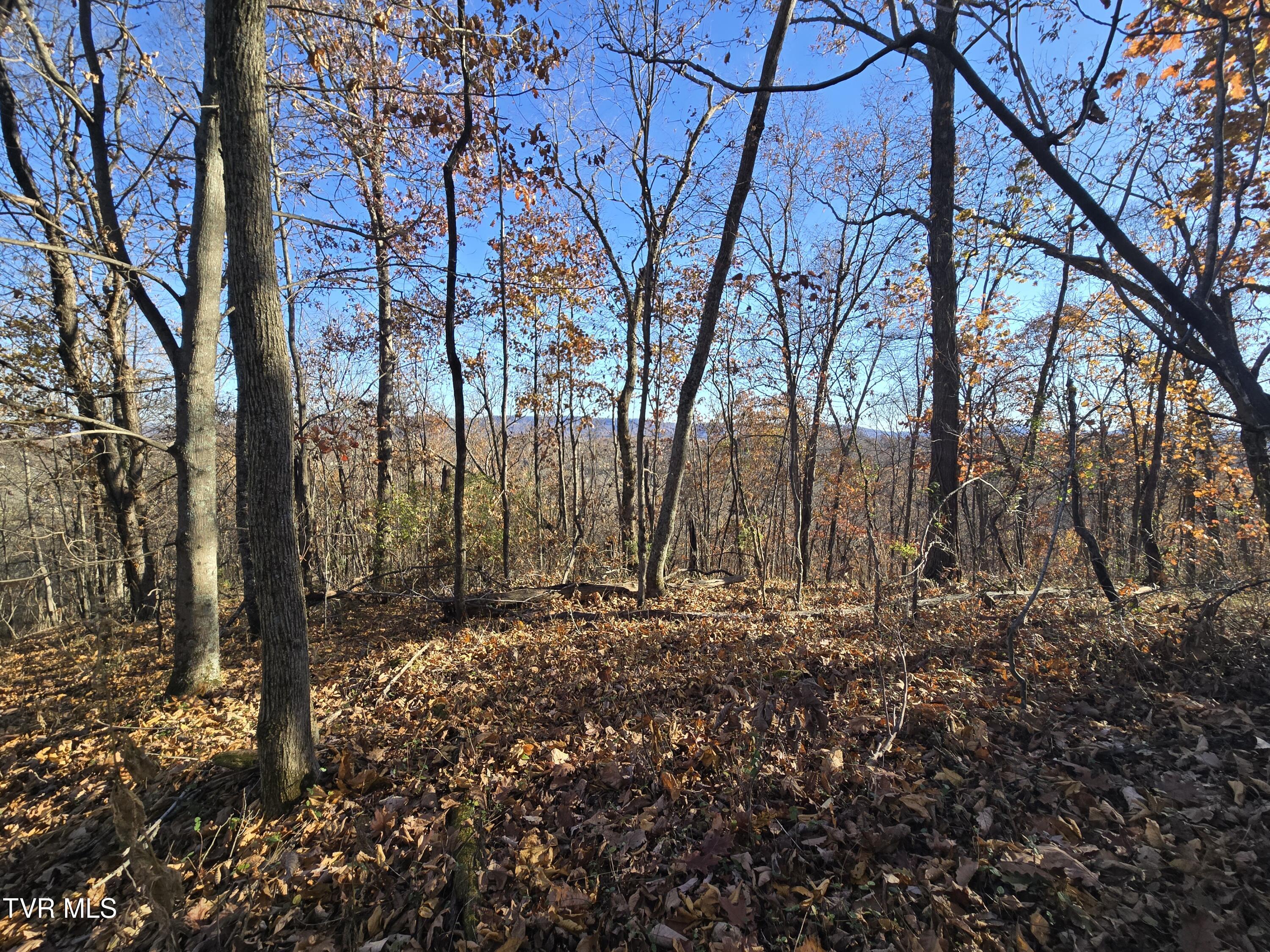 Tbd Lloyds Chapel Road Mount Carmel, TN 37645 - Photo 5 of 18 Vacant land