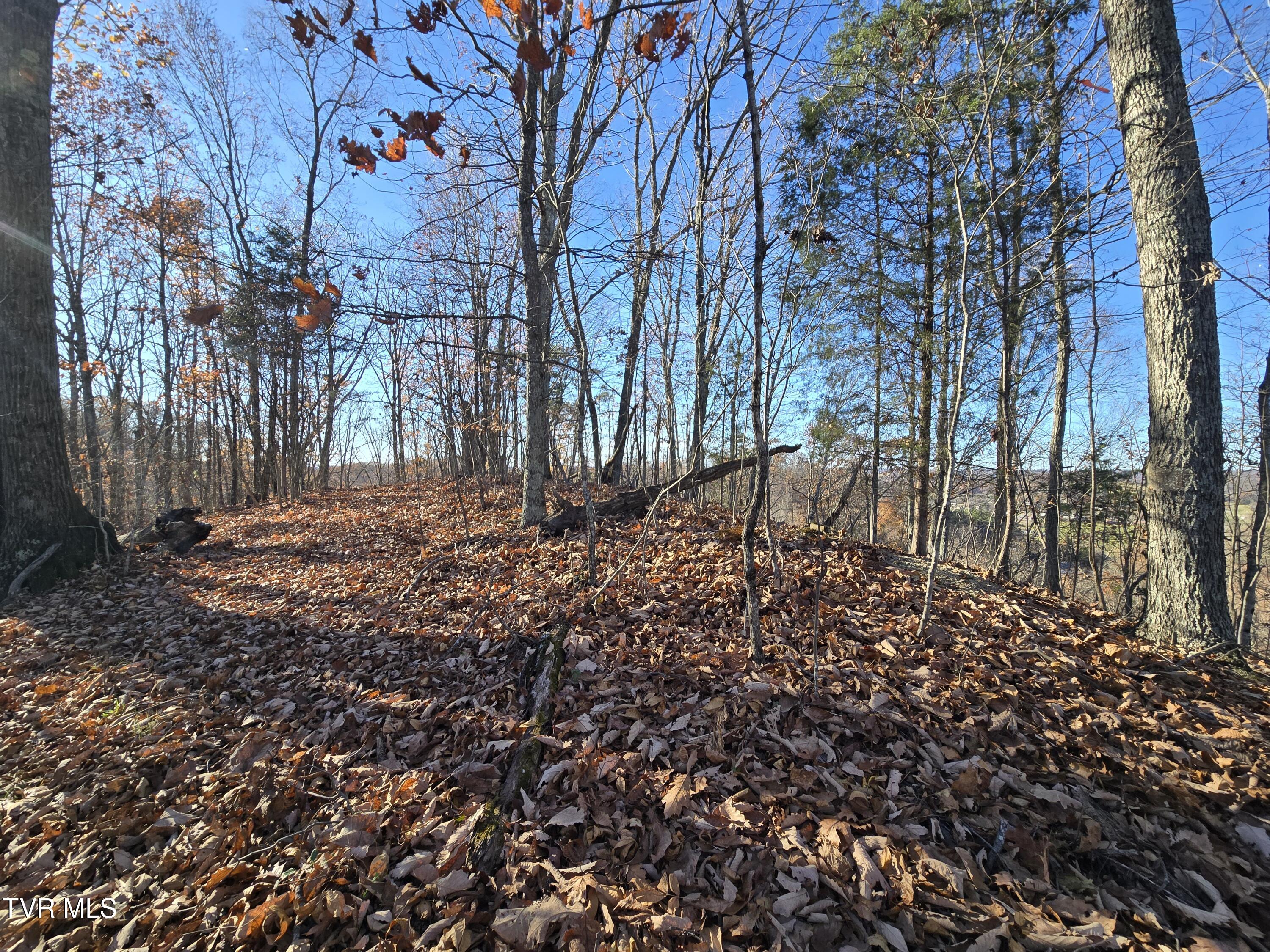 Tbd Lloyds Chapel Road Mount Carmel, TN 37645 - Photo 9 of 18 Vacant land