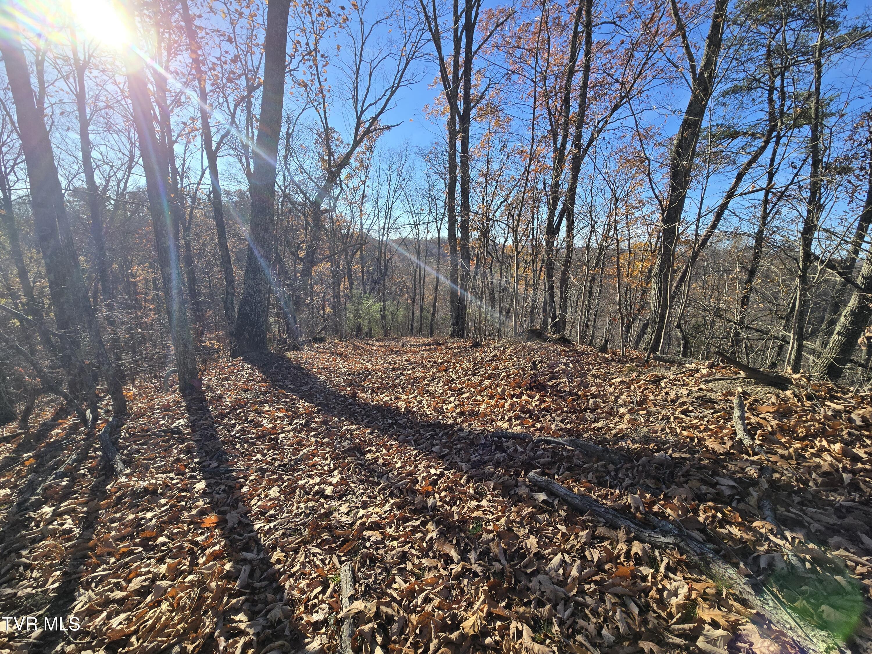 Tbd Lloyds Chapel Road Mount Carmel, TN 37645 - Photo 10 of 18 Vacant land