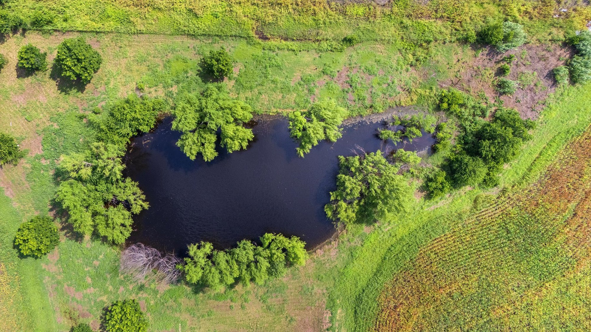 14201 Lund - Carlson Road Coupland, TX 78615 - Photo 28 of 40 An aerial perspective reveals a serene pond nestled among vibrant greenery and bordering agricultural fields.
