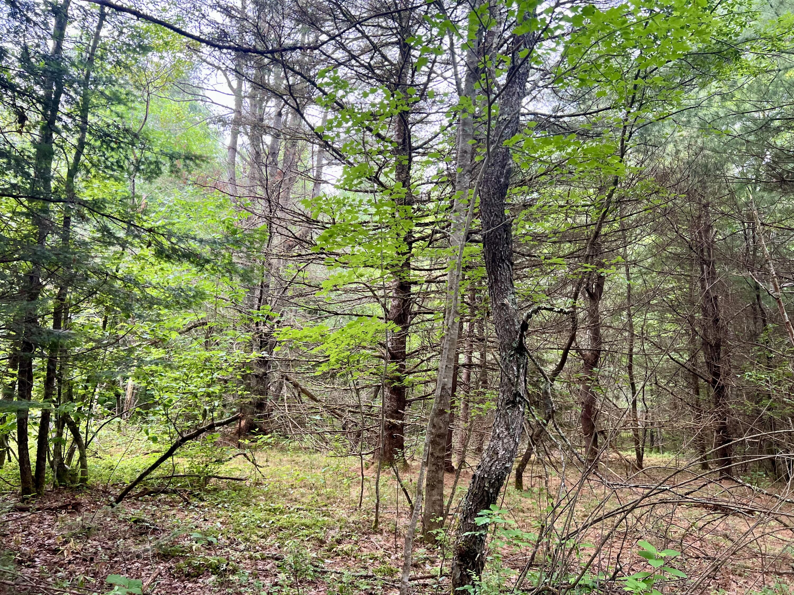 Lot 69 Campground Road Searsport, ME 04974 - Photo 27 of 46 IMG_5633