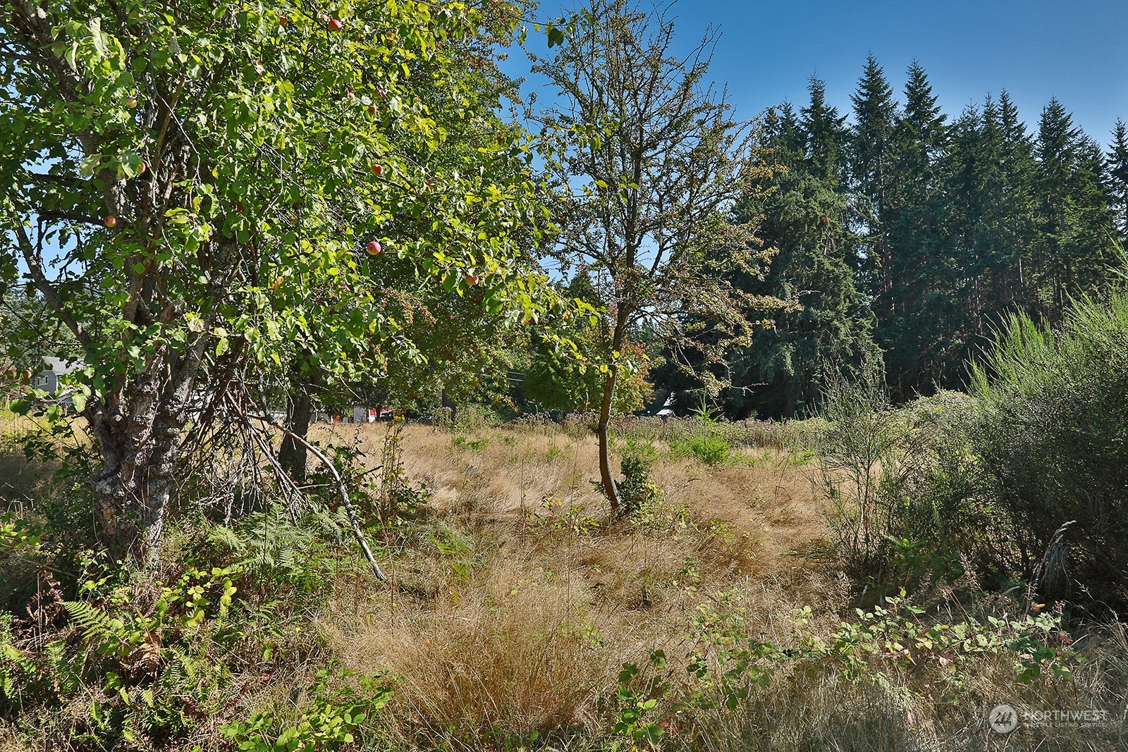 6018 Wahl Road Freeland, WA 98249 - Photo 11 of 27 a view of a yard with trees