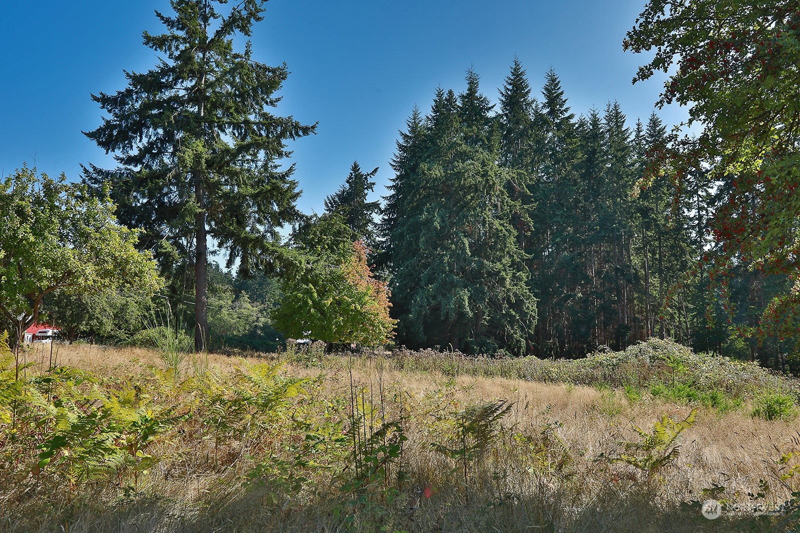 6018 Wahl Road Freeland, WA 98249 - Photo 12 of 27 a view of backyard with green space