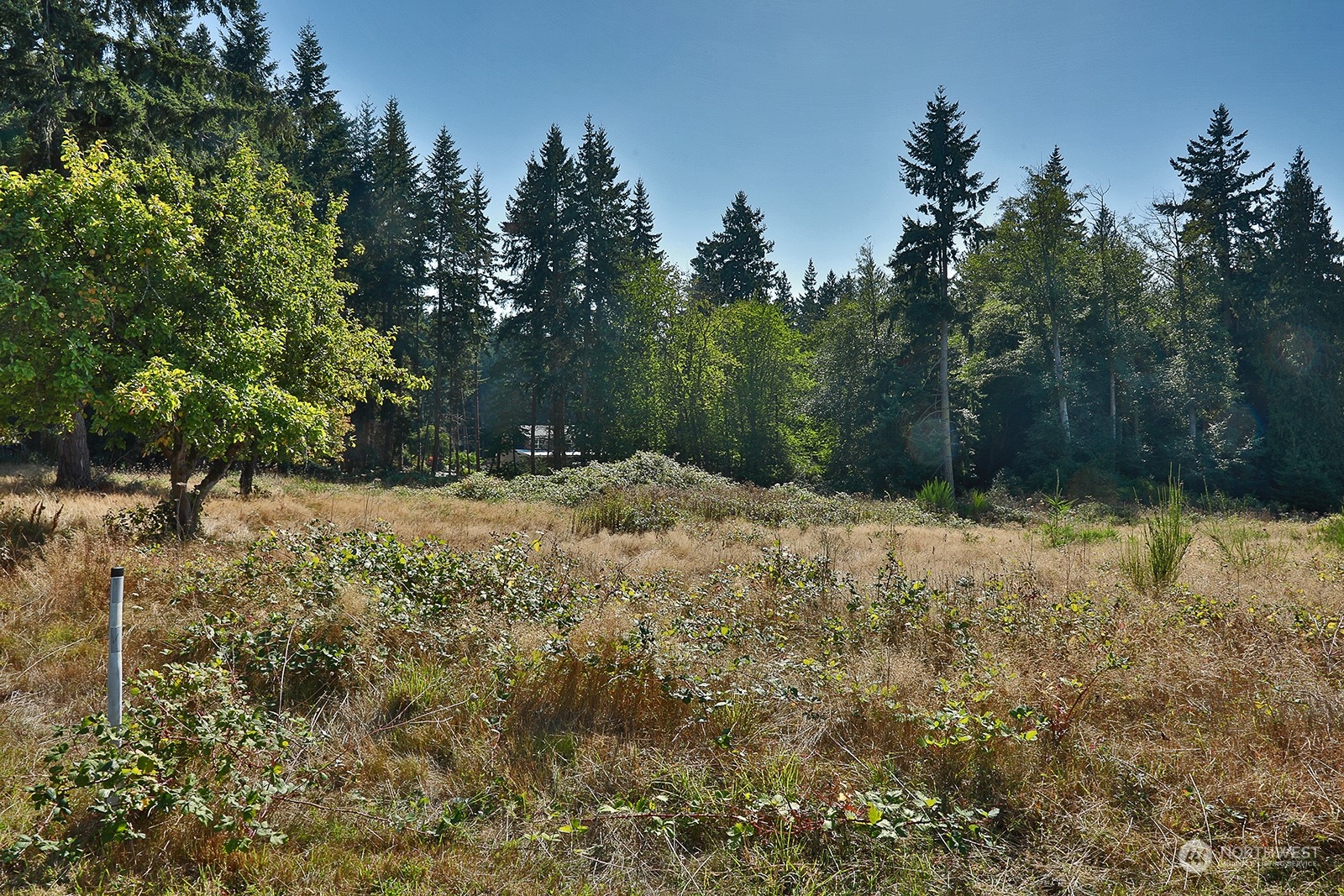 6018 Wahl Road Freeland, WA 98249 - Photo 8 of 27 a view of backyard and tree