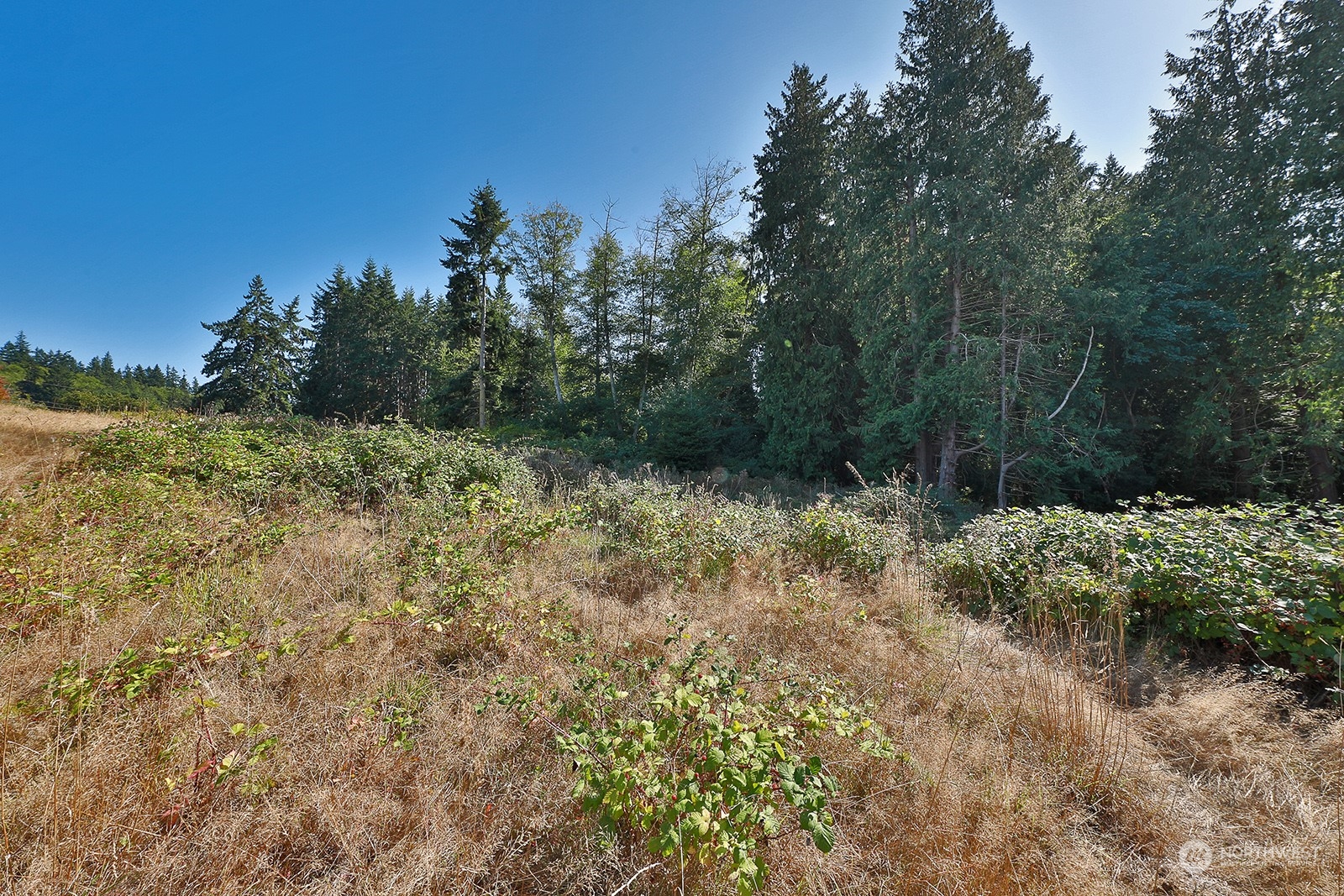 6018 Wahl Road Freeland, WA 98249 - Photo 10 of 27 a view of a forest with trees in the background