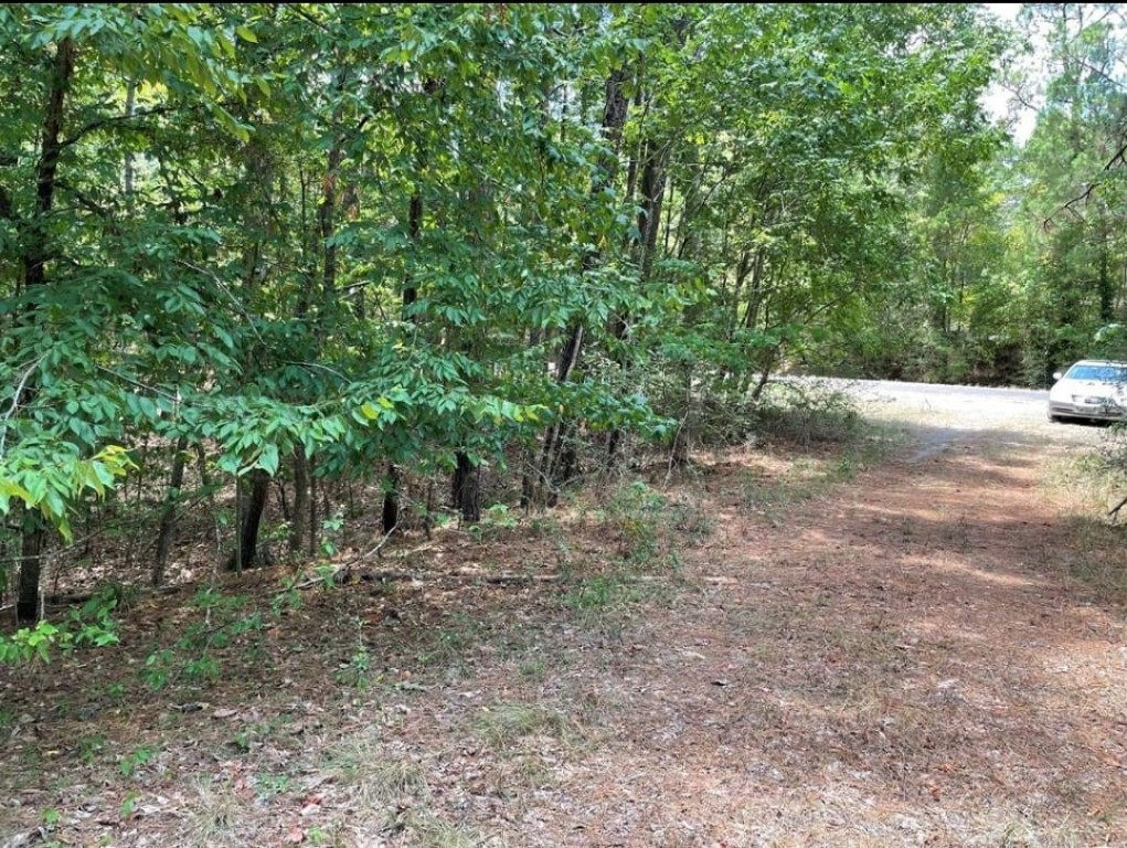 a view of a forest with trees in the background