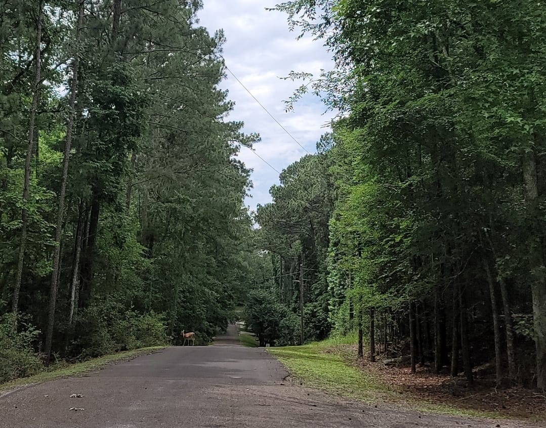Tbd Hickory Trail Point Blank, TX 77364 - Photo 4 of 4 a view of a yard with a tree