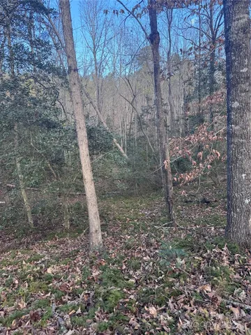 a view of a forest filled with trees