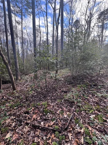 a view of a forest that has large trees