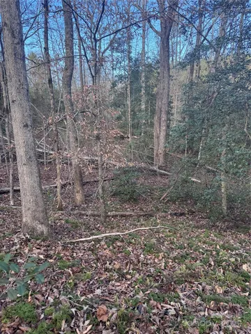 a view of a dry yard with trees