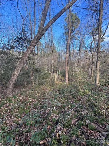 a view of a forest with a tree